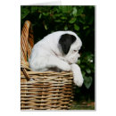 Zoek naar boxer puppy briefkaarten Foto