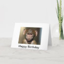 Zoek naar baviaan briefkaarten Grappig