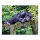 Zoek naar grappige chimpansee posters Elk persoon