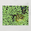 Zoek naar groen hoofd briefkaarten Wilde dieren