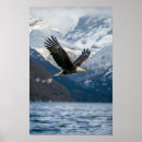 Zoek naar adelaars posters Amerikaanse zeearend