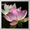 Zoek naar witte lotusbloem posters Natuur