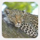 Zoek naar luipaard stickers Elk persoon