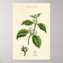 Zoek naar koffie plant posters Thee