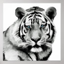Zoek naar tijger ogen posters Feline