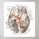 Zoek naar anatomie hersenen posters Biologie