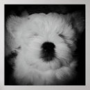 Zoek naar maltipoo kunst Puppy