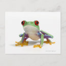 Zoek naar kikker humor briefkaarten Reptielen