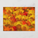 Zoek naar keukenhof tuinen briefkaarten Europa