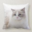 Zoek naar ragdoll kat kussens Katten