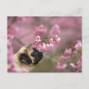 Zoek naar blossom briefkaarten Kersbloesems