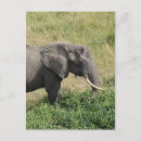 Zoek naar uganda briefkaarten Dieren