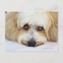 Zoek naar bichon frise briefkaarten Close up