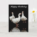 Zoek naar witte ganzen kaarten Voor iedereen