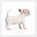 Zoek naar chihuahua puppy stickers Dier