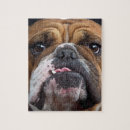 Zoek naar engelse buldog puzzels Hond