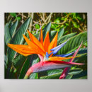 Zoek naar paradijsvogel posters Hawaii