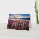 Zoek naar zeeland kaarten Lupine