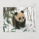 Zoek naar baby panda briefkaarten Azië