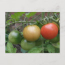 Zoek naar verkeerslicht briefkaarten Rood