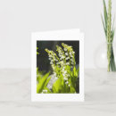 Zoek naar lelietje van dalen briefkaarten Elk persoon