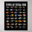 Zoek naar tetra posters Vis