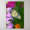 Zoek naar oranje vlinder posters Roze