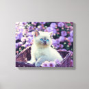 Zoek naar katten meisje kunst Kattenliefhebber