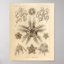 Zoek naar fish kunst Oceaan