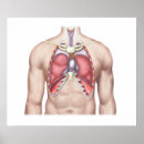 Zoek naar longen posters Biomedische illustraties