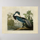 Zoek naar louisiana heron posters Illustratie