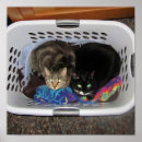 Zoek naar wasmand posters Kat