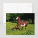 Zoek naar oldenburg briefkaarten Dier