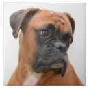 Zoek naar boxer dog tegels Voor iedereen