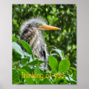 Zoek naar reiger vogel posters Natuur