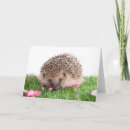 Zoek naar egel kaarten Dier