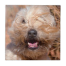 Zoek naar waarschuwing tegels Dokken