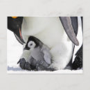 Zoek naar baby pinguïn briefkaarten Dieren in het wild