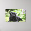 Zoek naar black pug kunst Mops