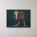Zoek naar kiwi kunst Vogels