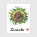 Zoek naar orang oetan stickers Voor iedereen