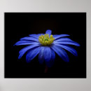 Zoek naar daisy posters Bloemen