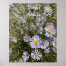 Zoek naar asters posters Voor hem/haar
