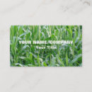 Zoek naar cornfield Natuur