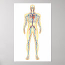 Zoek naar bloedsomloop posters Illustratie