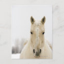 Zoek naar afbeeldingen paarden briefkaarten Natuur