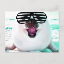 Zoek naar zeehond briefkaarten Leuk