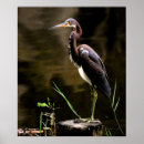 Zoek naar waadvogel posters Kruid