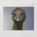 Zoek naar grappige struisvogels briefkaarten Emu