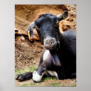 Zoek naar grappige geiten posters Schattig